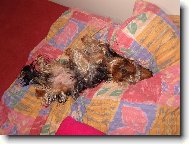 Jorkšírský terier, Yorkshire Terrier,