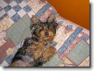 Jorkšírský terier, Yorkshire Terrier,