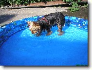 Jorkšírský terier, Yorkshire Terrier,