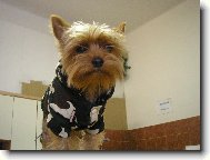 Jorkšírský terier, Yorkshire Terrier,