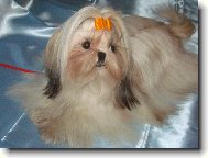 icu, Shih-Tzu