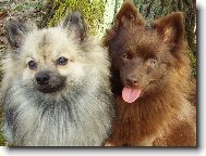 Deutscher spitz - Kleinspitz, German Spitz Miniature Spitz