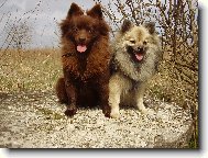 Deutscher spitz - Kleinspitz, German Spitz Miniature Spitz
