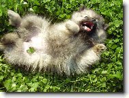 Deutscher spitz - Kleinspitz, German Spitz Miniature Spitz