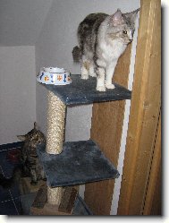 Maine Coon