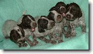 Deutscher Kurzhaariger Vorstehhund