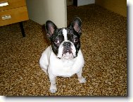Bouledogue francais, French Bulldog