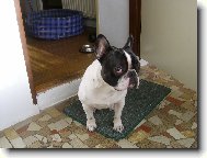 Bouledogue francais, French Bulldog
