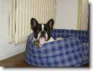 Bouledogue francais, French Bulldog