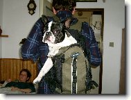 Bouledogue francais, French Bulldog