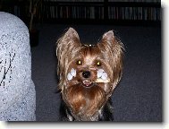 Jorkšírský terier, Yorkshire Terrier,