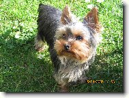 Jorkšírský terier, Yorkshire Terrier,
