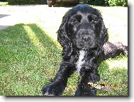 English Cocker Spaniel