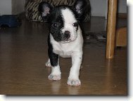 Bouledogue francais, French Bulldog