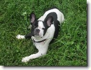 Bouledogue francais, French Bulldog