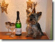 Jorkšírský terier, Yorkshire Terrier,