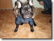 Bouledogue francais, French Bulldog