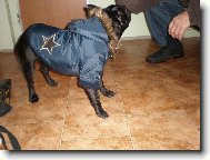 Bouledogue francais, French Bulldog