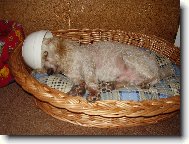Poodle, Caniche