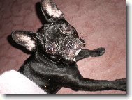 Bouledogue francais, French Bulldog