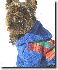 Jorkšírský terier, Yorkshire Terrier,