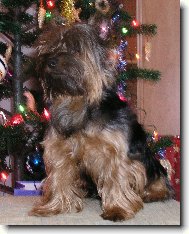 Jorkšírský terier, Yorkshire Terrier,