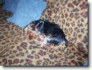 Jorkšírský terier, Yorkshire Terrier,