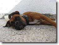 Deutscher Boxer