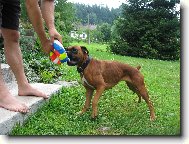 Deutscher Boxer