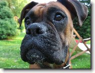 Deutscher Boxer