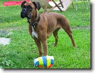 Deutscher Boxer
