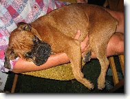 Deutscher Boxer