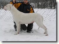 Dogo Argentino