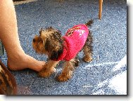 Jorkšírský terier, Yorkshire Terrier,