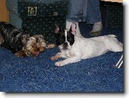Bouledogue francais, French Bulldog