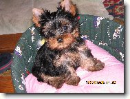 Jorkšírský terier, Yorkshire Terrier,