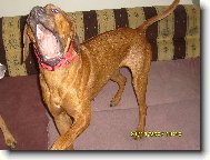 Rhodesian Ridgeback
