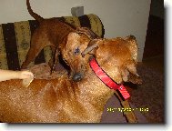 Rhodesian Ridgeback