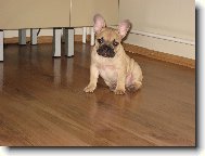 Bouledogue francais, French Bulldog
