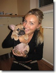 Bouledogue francais, French Bulldog