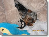 Jorkšírský terier, Yorkshire Terrier,
