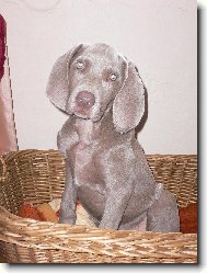 Weimaraner, Weimaraner Vorsterhund