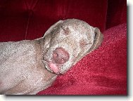 Weimaraner, Weimaraner Vorsterhund