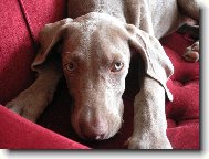 Weimaraner, Weimaraner Vorsterhund