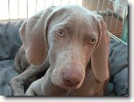 Weimaraner, Weimaraner Vorsterhund