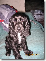 English Cocker Spaniel