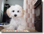 Bichon á poil frisé, Bichon Frise