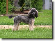 Poodle, Caniche