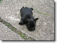 Bouledogue francais, French Bulldog