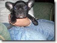 Bouledogue francais, French Bulldog